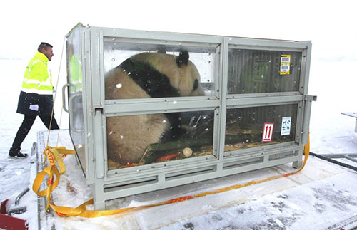 Мимимишный рейс: DHL привезла двух панд в финский зоопарк